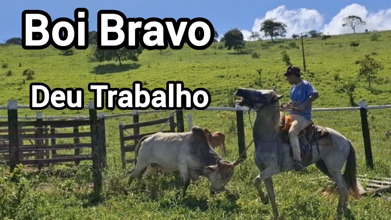 Boi Bravo Não Queria Viajar!💪🏻💪🏻💪🏻