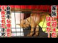 【保護犬　子犬　悲報】身勝手すぎる理由で、譲渡した子犬が戻ってきました