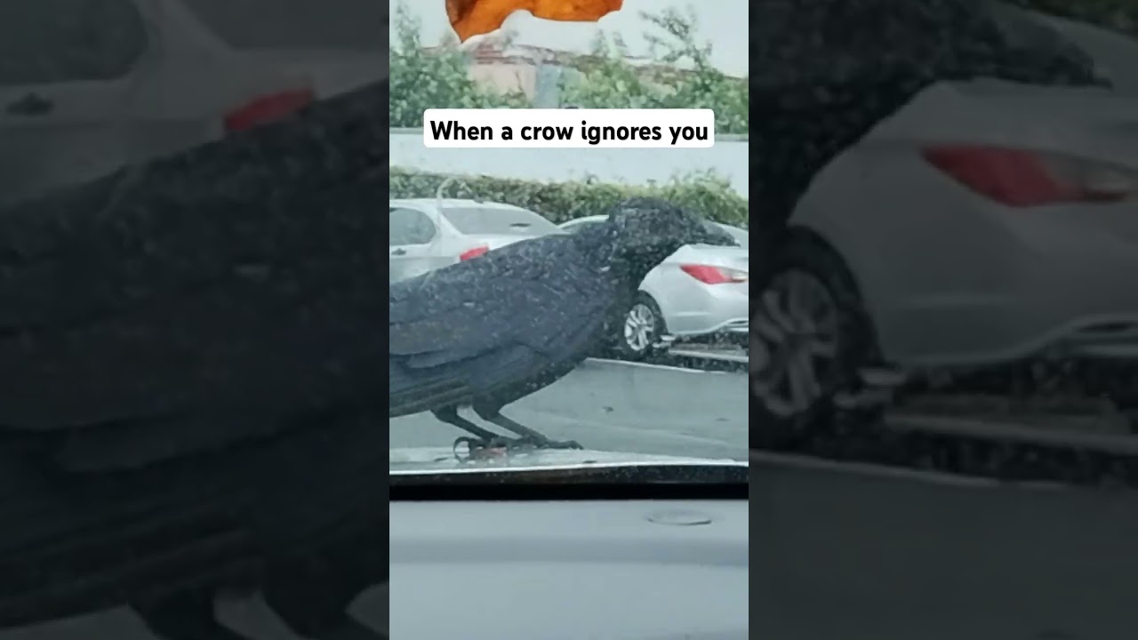 Jimmy the crow doesn't care