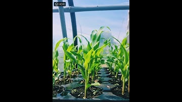 Corn growing timelapse🌽