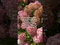 Low maintenance perennials