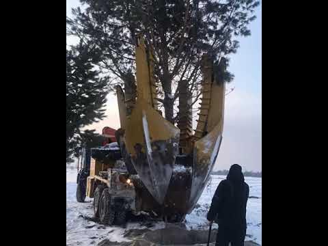 Крупномеры Урала - поставка деревьев по всей России - YouTube