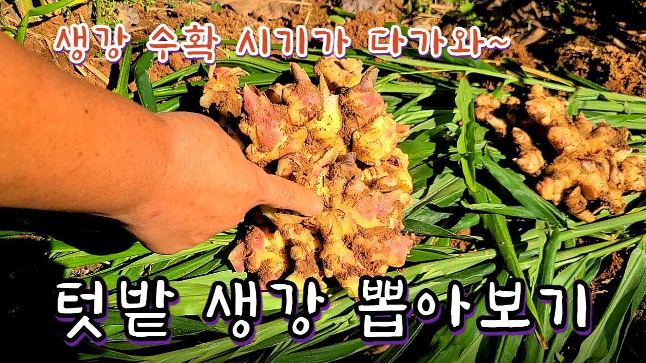 생강 수확 시기 알아보기. 텃밭 생강 뽑아보기. 중생강과 소생강 비교. 생강 수확과 손질법. 생강 캐기. - YouTube