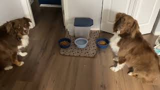 Dogs praying before the meal with a little help.