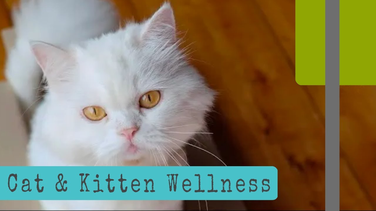 Cat & Kitten Wellness Tips