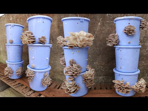 Video: 3 Kaedah Mudah Menanam Cordyceps