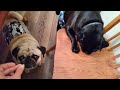 Morning beggars
