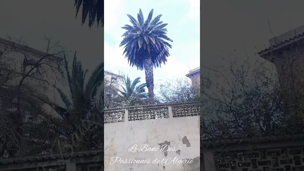 ALGER Dz ET SES QUARTIERS. ELBIAR DU MONT DORE à LA PLACETTE KENNEDY, EN 2023. AVEC CHEIKH EZZAHI