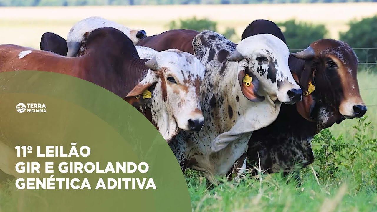 TERRA PECUÁRIA - 11º LEILÃO GIR E GIROLANDO GENÉTICA ADITIVA