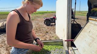 Let's Learn How to Grow the Perfect Pea! | Plot Shots '25