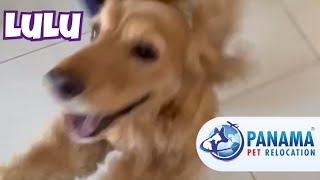 ✈️Moving Pets with Panama Pet Relocation✈️ Lulu's Journey to Zambia
