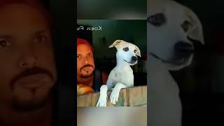 FUNNY DOGS COMPILATION 😂😂😂 #funny #viral #funnyvideo #prank #dog #doglover