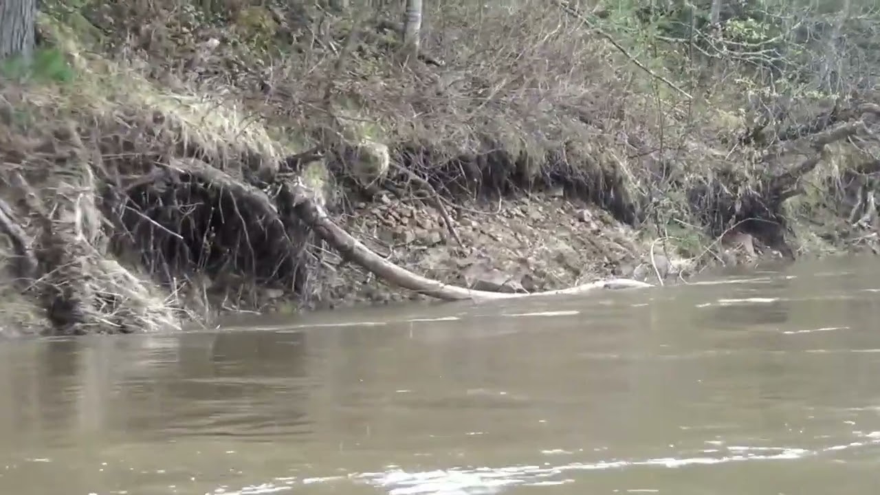 После МЕДВЕДЬ НАПАДЕТ на меня - Девственная тайга Таежная река Камни Дракон под водой Лесоповал мхом