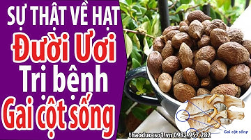 Trị gai cột sống, viêm đường tiết niệu Hiệu quả bằng Hạt đười ươi, lười ươi