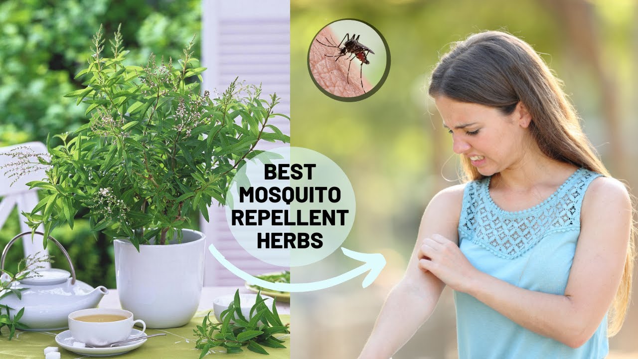 12 Herbs That Keep Mosquitoes Away Best Mosquito Repellent Herbs