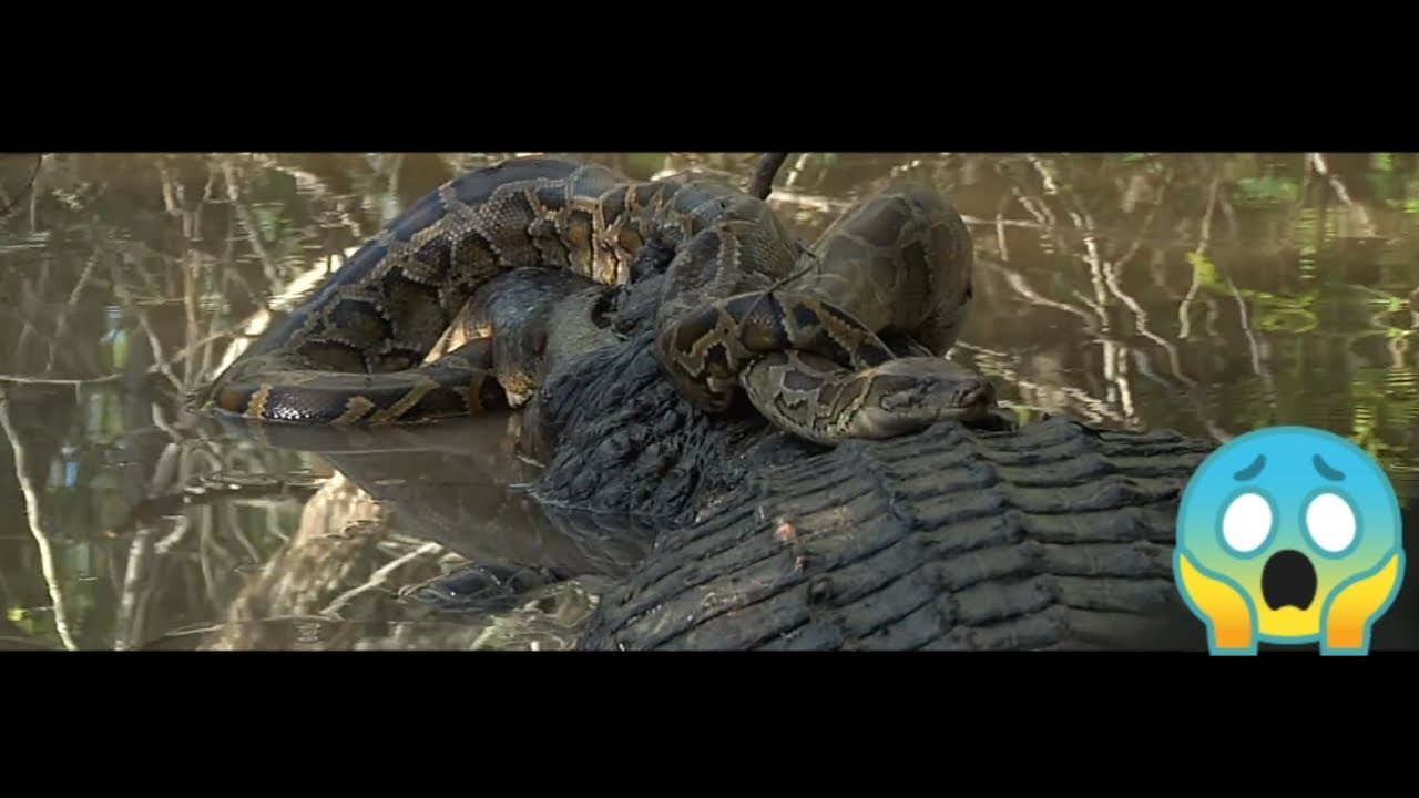 Big Python Vs Alligator - Real Fight - You Won't Believe What Happened ...