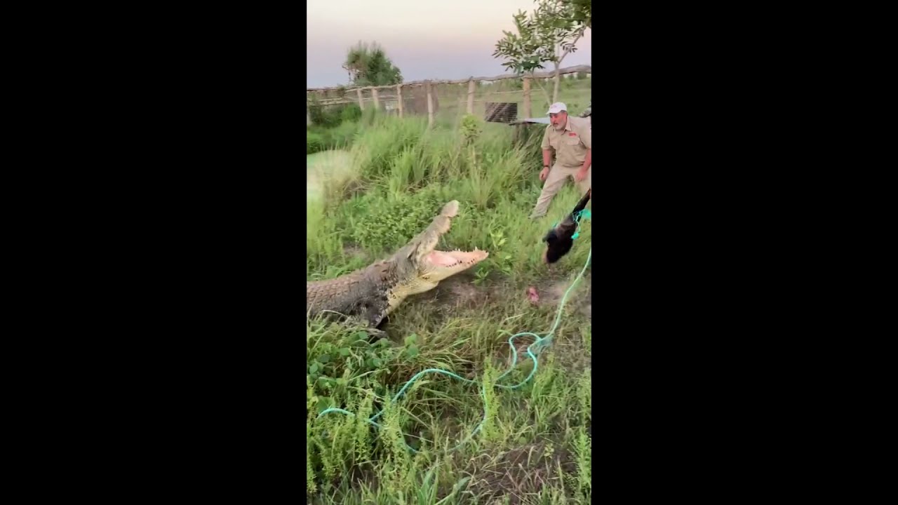 Crocodile feeding Alligator feeding 