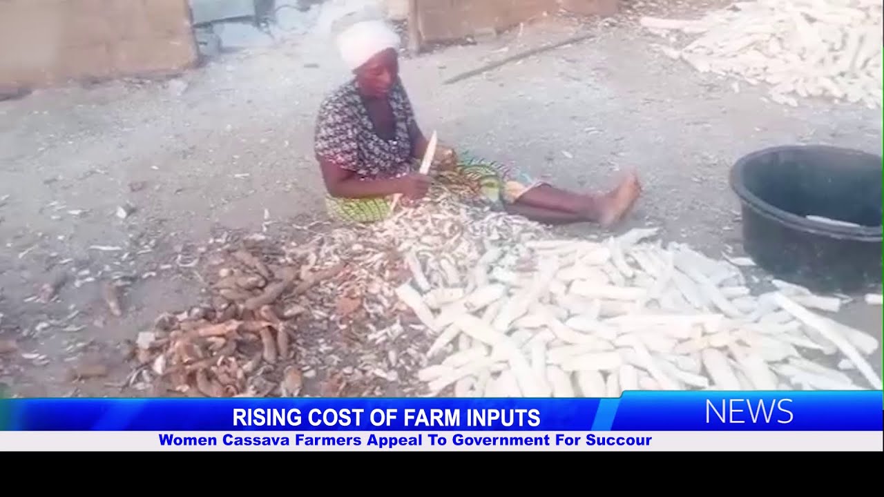 РОСТ СТОИМОСТИ СЕЛЬСКОХОЗЯЙСТВЕННЫХ СРЕДСТВ: Женщины-фермеры, выращивающие маниоку, обращаются к ...