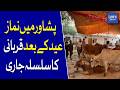 Eid ul Adha 2026 | Qurbani Begins in Peshawar After Eid Prayer | Dawn News