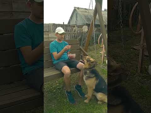 Можно ли собакам есть клубнику???