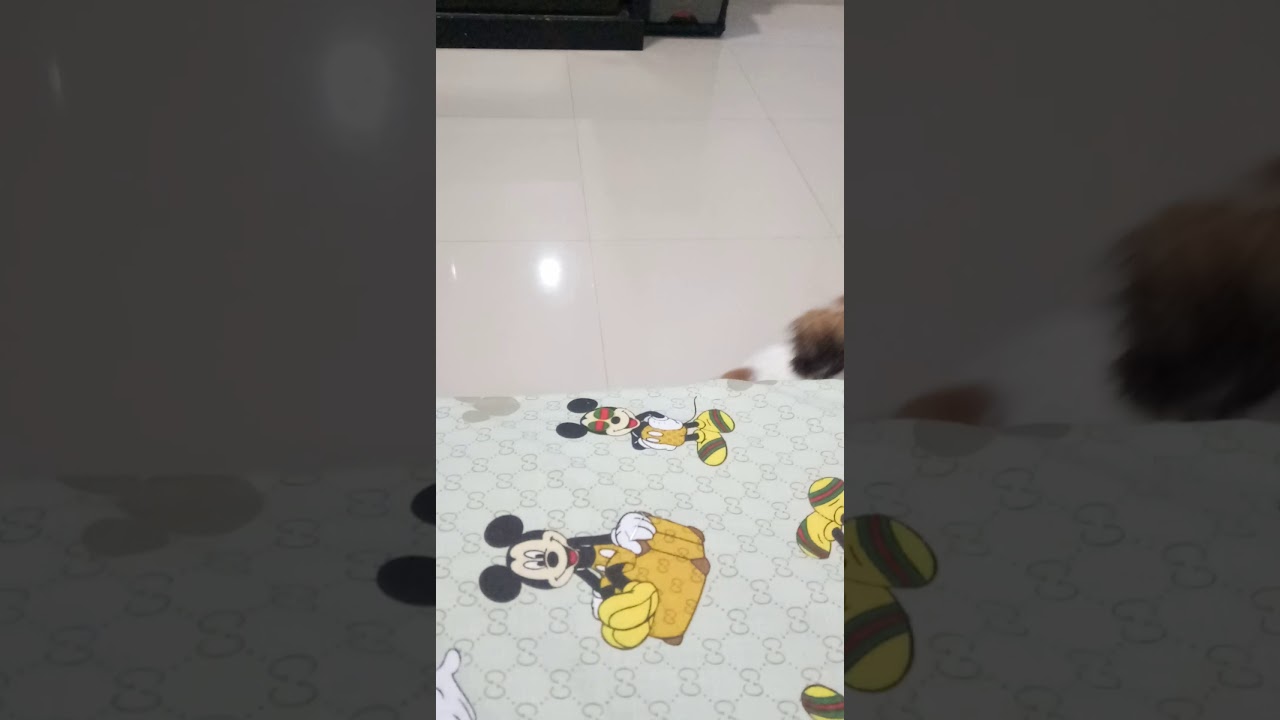 anjing shih tzu - YouTube