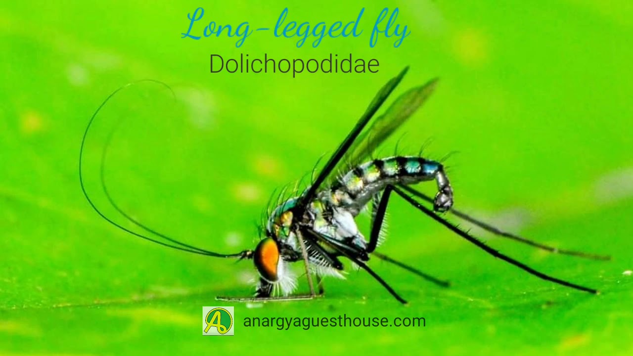 Long-legged fly Lalat kaki jangkung predator serangga kecil