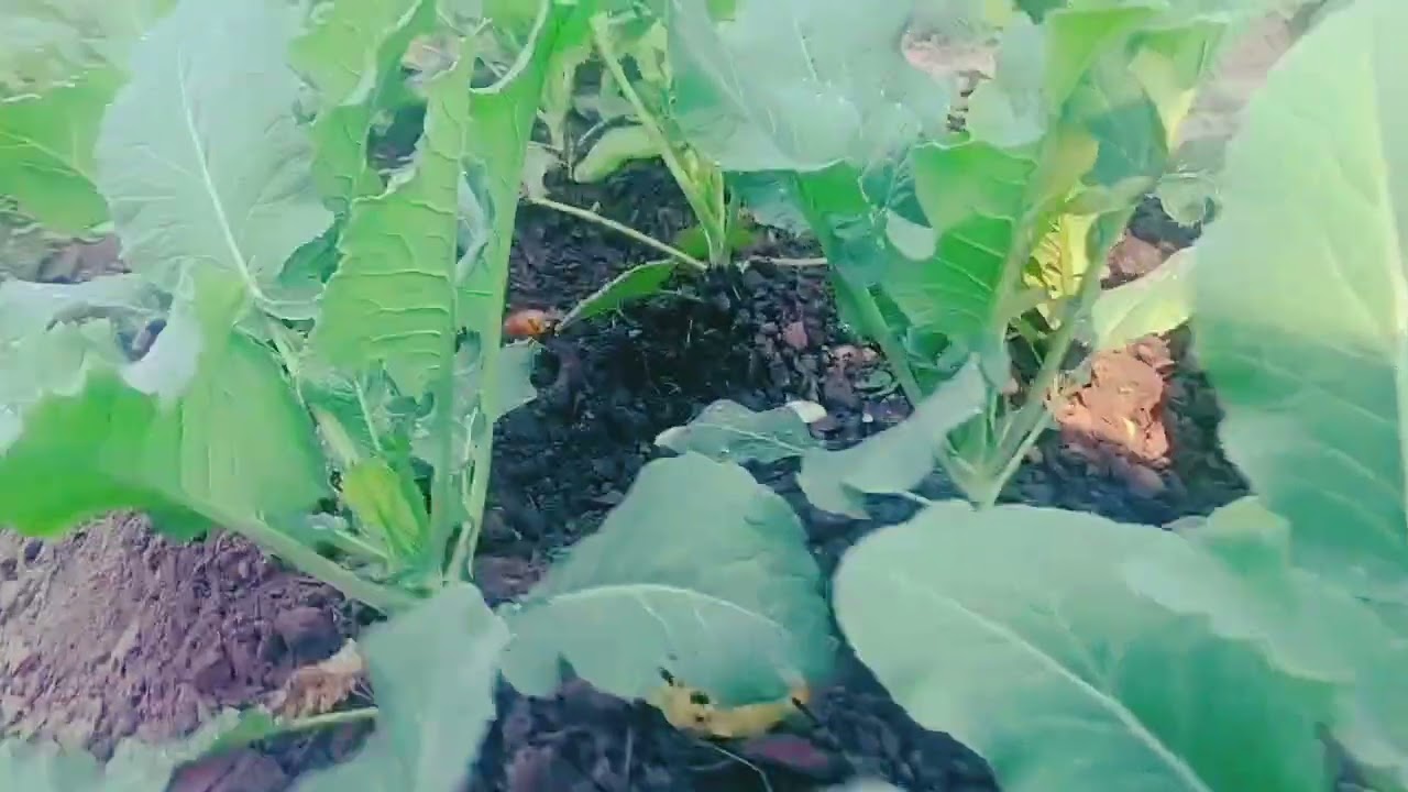 আমাৰ বাৰিৰ খেতি 