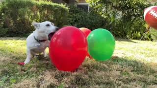 Super Bowl 59, balloon popping dog, Pippin predicts.......