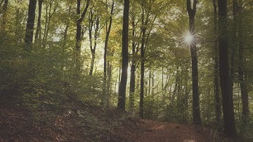 🌳 4K - Relaxing Nature Sounds For Stress Relief, Forest Sounds, Bird Song, ASMR