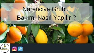 Narenciye Grubu Bakımı Nasıl Yapılır ?