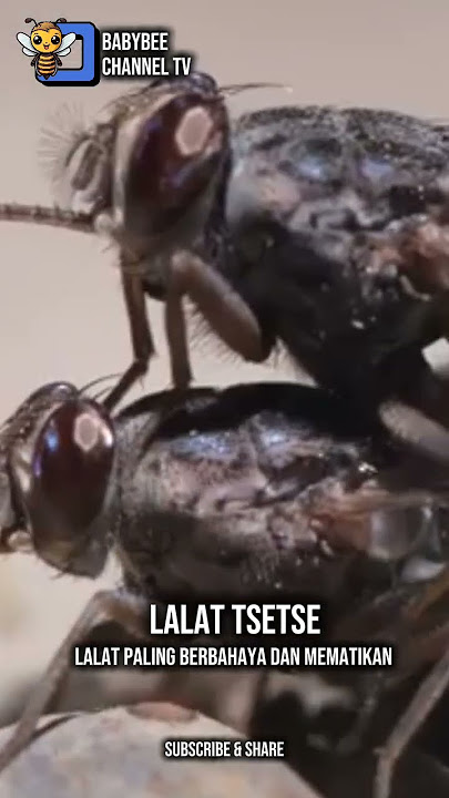 Lalat yang Paling Berbahaya - Lalat Tsetse