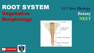 Root System I Vegetative Morphology I Botany I Class 11 | TNSCERT/CBSE | NEET