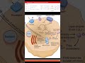 Formation of Adrenal Hormones #youtubeshorts #ytshorts #youtube