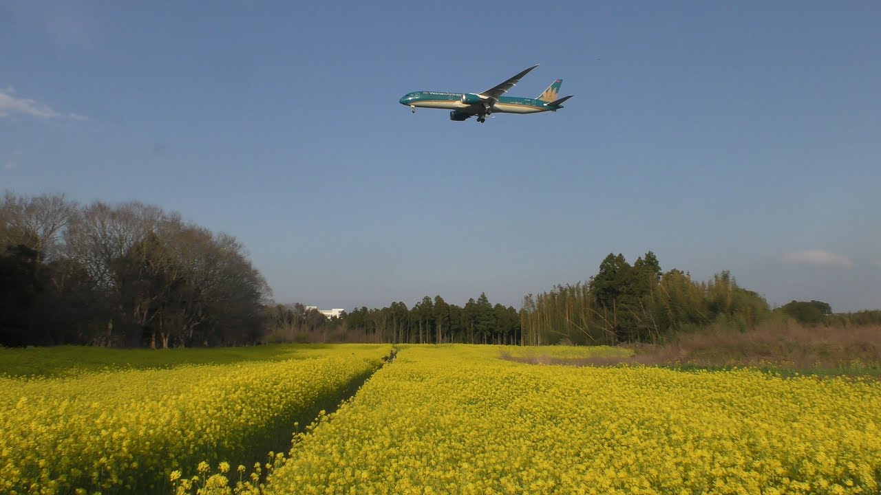 4k 香りを伝えられないのが残念 満開の菜の花畑上空の3機 成田空港 Youtube