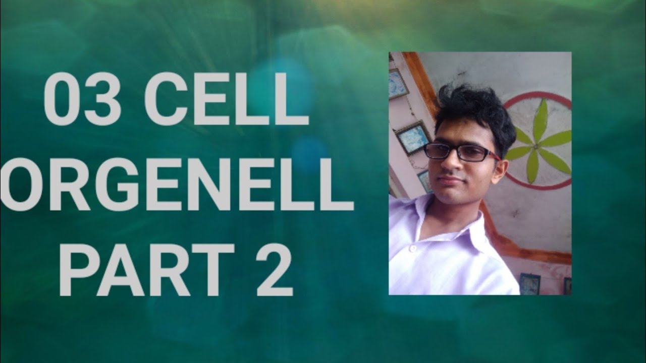 03 cell organelles part 2 in Hindi human physiology - YouTube