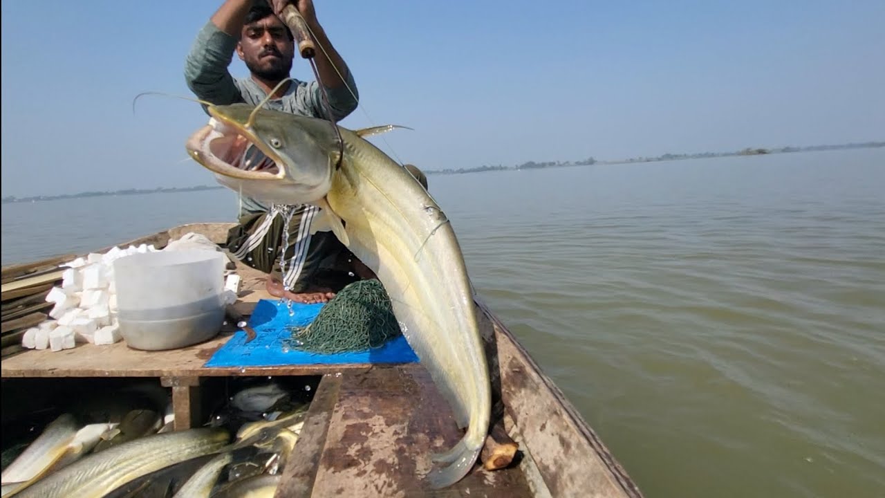 आज तो लाछी मछलियों की लाइन लग गई! 😍 Amazing Lachi Fishing Vided
