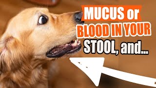 WHAT do MUCUS or BLOOD mean in your DOG's STOOL and URINE?🐶💩 Dog Poop With Mucus Casing