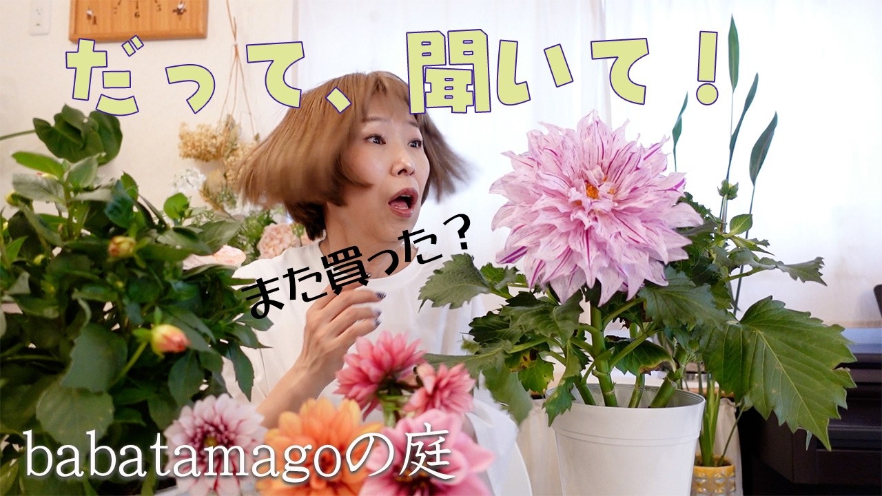 babatamagoの庭/犯人は誰だ⁈キャラメルじゃなかったんです!