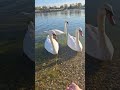 Лебедь, рак и щука. Белые лебеди. #relaxingclassicalmusic  #animals #sunset #lake #serbia