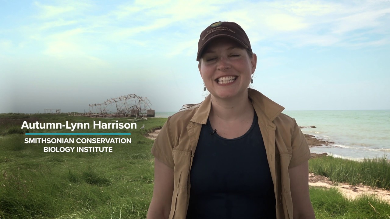 Researching Brown Pelicans in the Chesapeake Bay