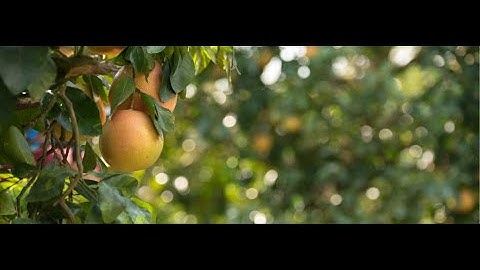 Florida Grapefruit Grower Anthem