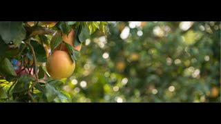 Florida Grapefruit Grower Anthem