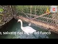 Piccolo cigno reasta intrappolato, salvato dai vigili del fuoco