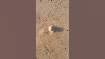 a seashell entering the sand #seashell