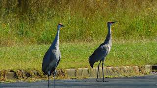 Sounds of the Mississippi Sandhill Crane (endangered)