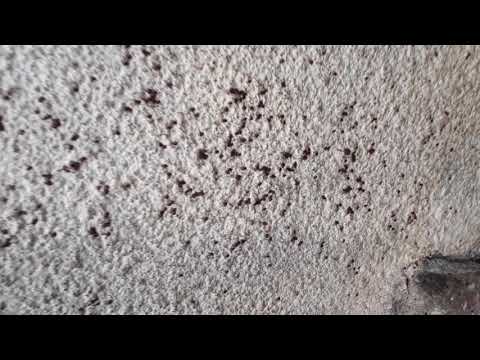 How to kill house ticks infestation