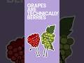 Grapes are Technically Berries #shorts