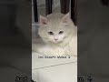 Use your Ears👂#catshorts #funnycat #catvideos #cutecat #viralshorts #kitten #cat