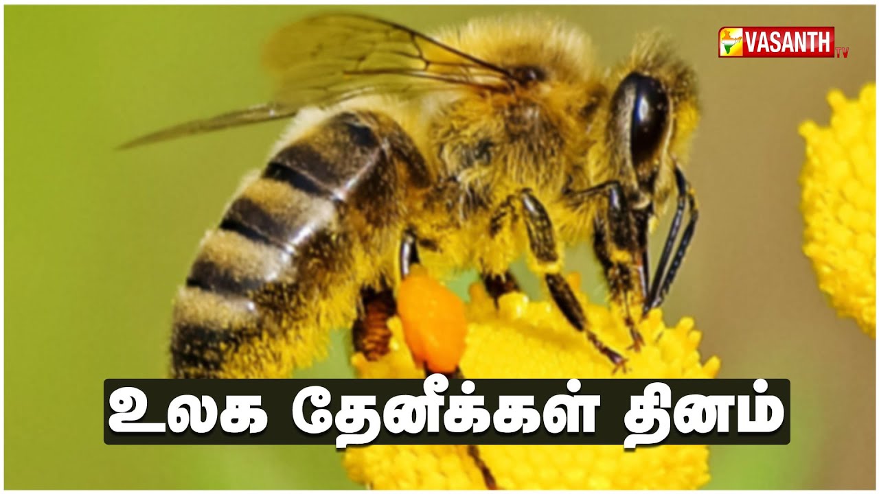 Bumblebee Insect In Tamil