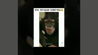 Приколы про обезьяна